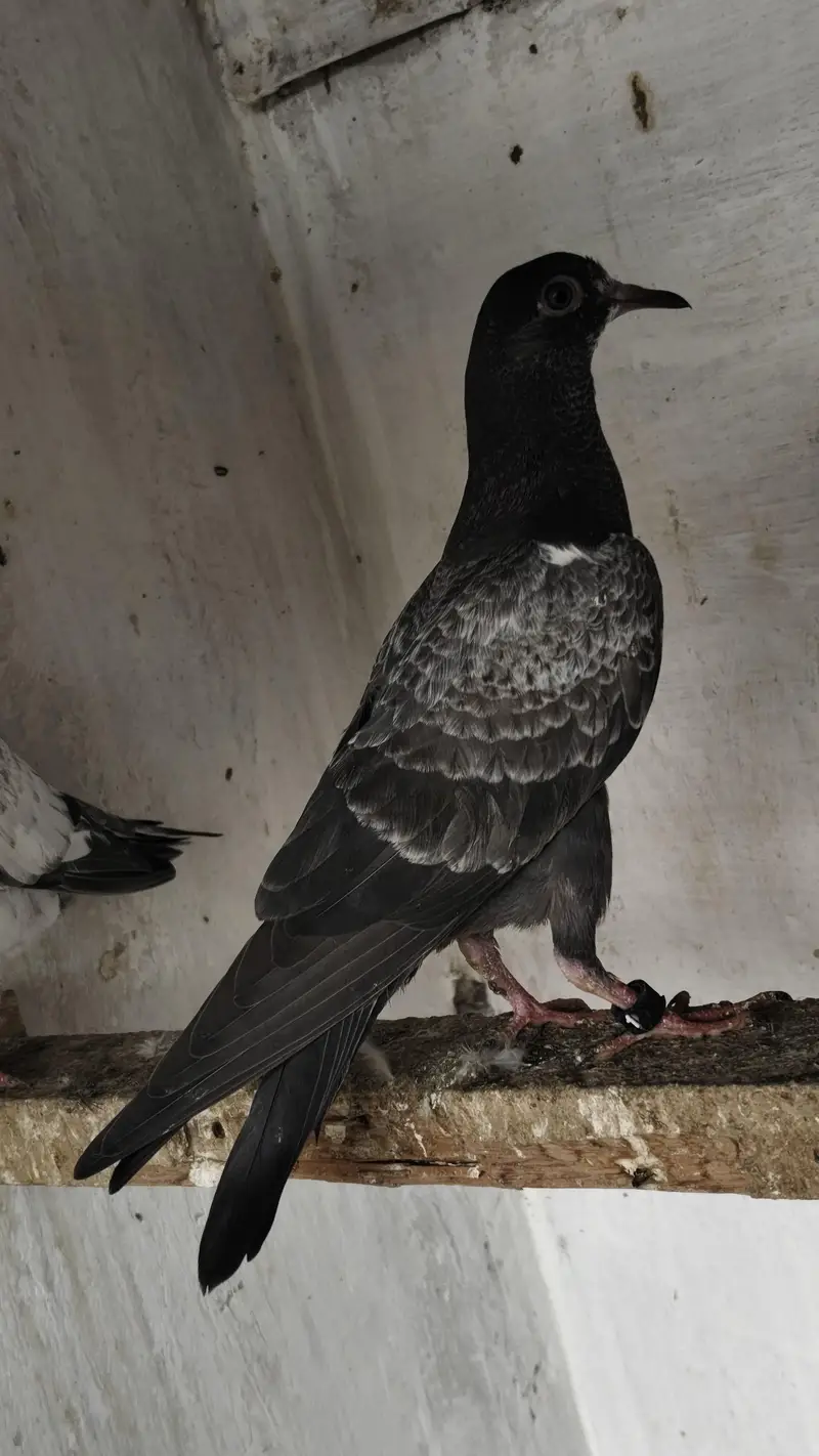 20 Baby pigeons for sale. 2000/ PAAR  Golden, Teddy, cross. Ferozpuri, — photo 2