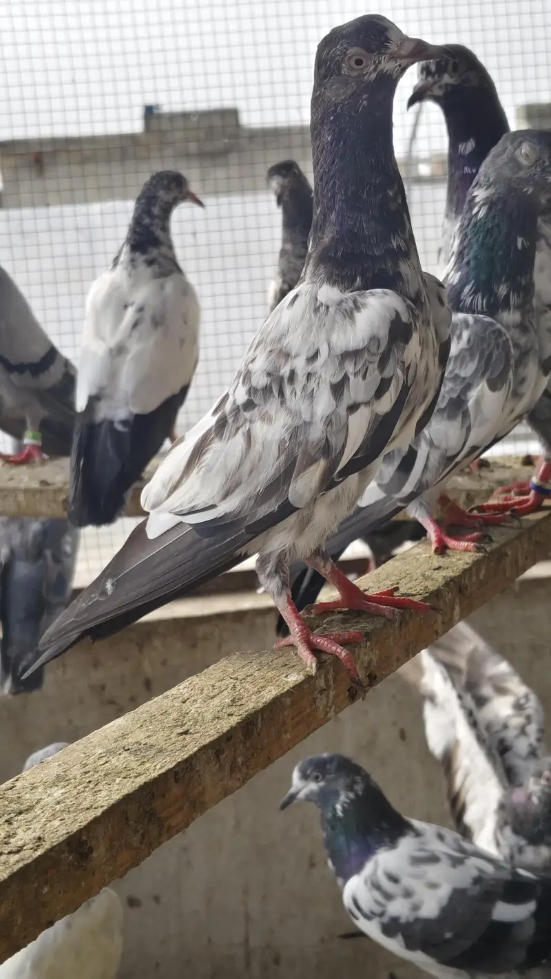 20 Baby pigeons for sale. 2000/ PAAR  Golden, Teddy, cross. Ferozpuri, — photo 3