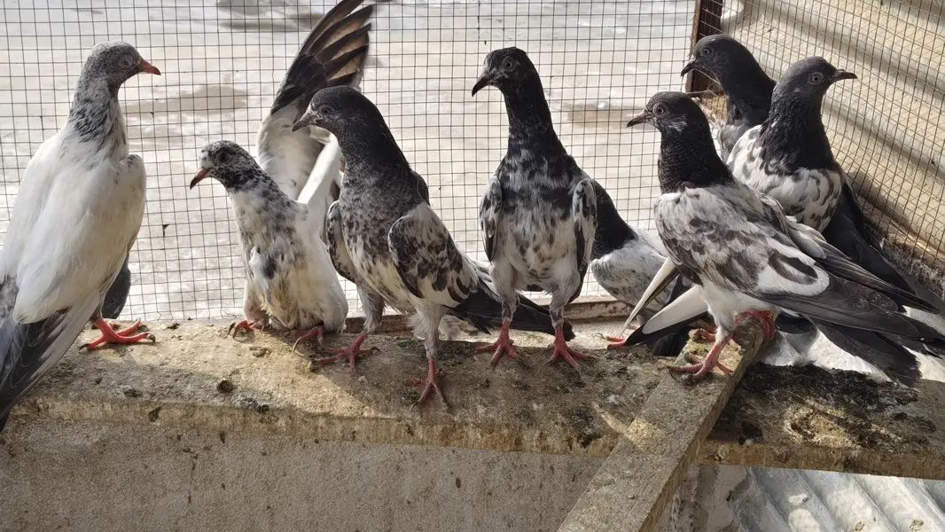 20 Baby pigeons for sale. 2000/ PAAR  Golden, Teddy, cross. Ferozpuri, — photo 4