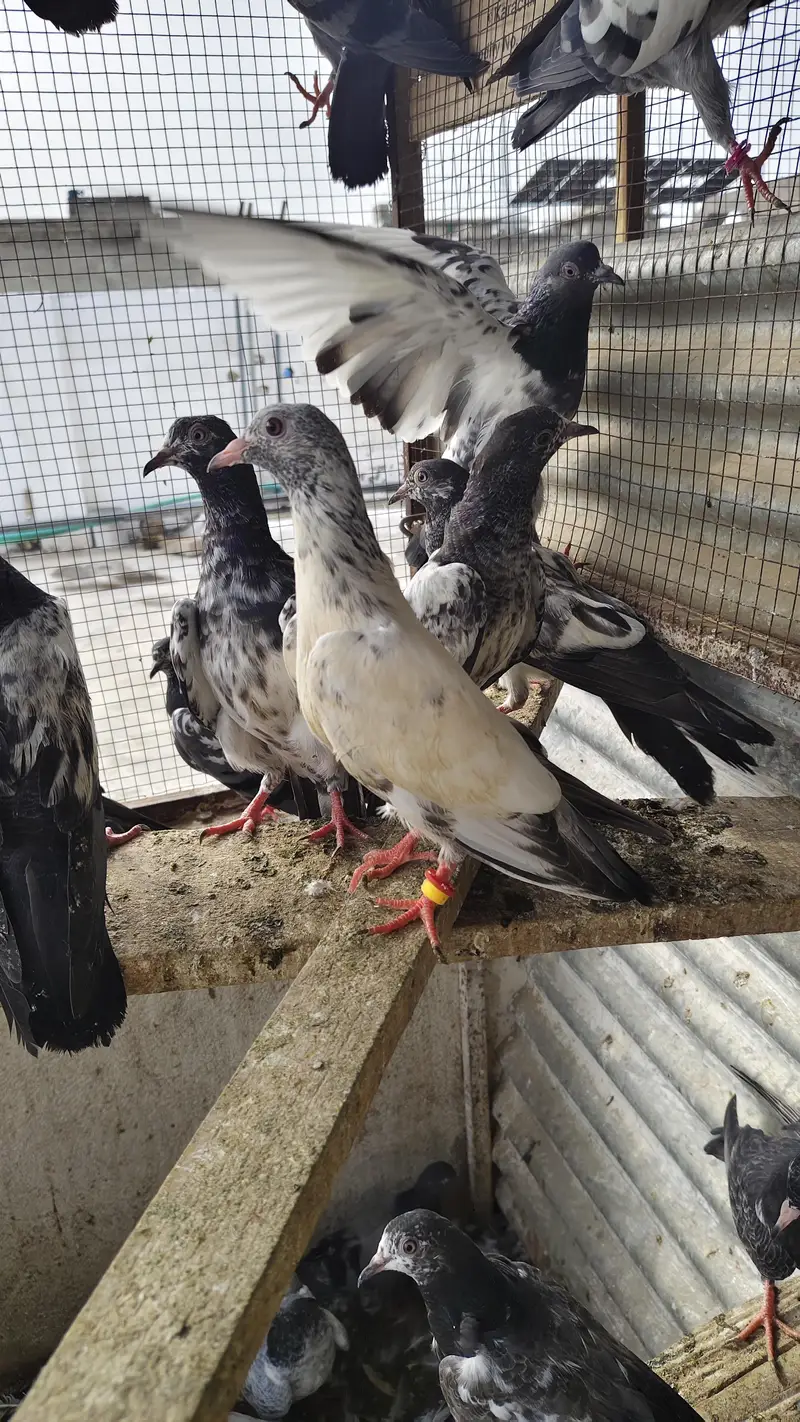 20 Baby pigeons for sale. 2000/ PAAR  Golden, Teddy, cross. Ferozpuri, — photo 5