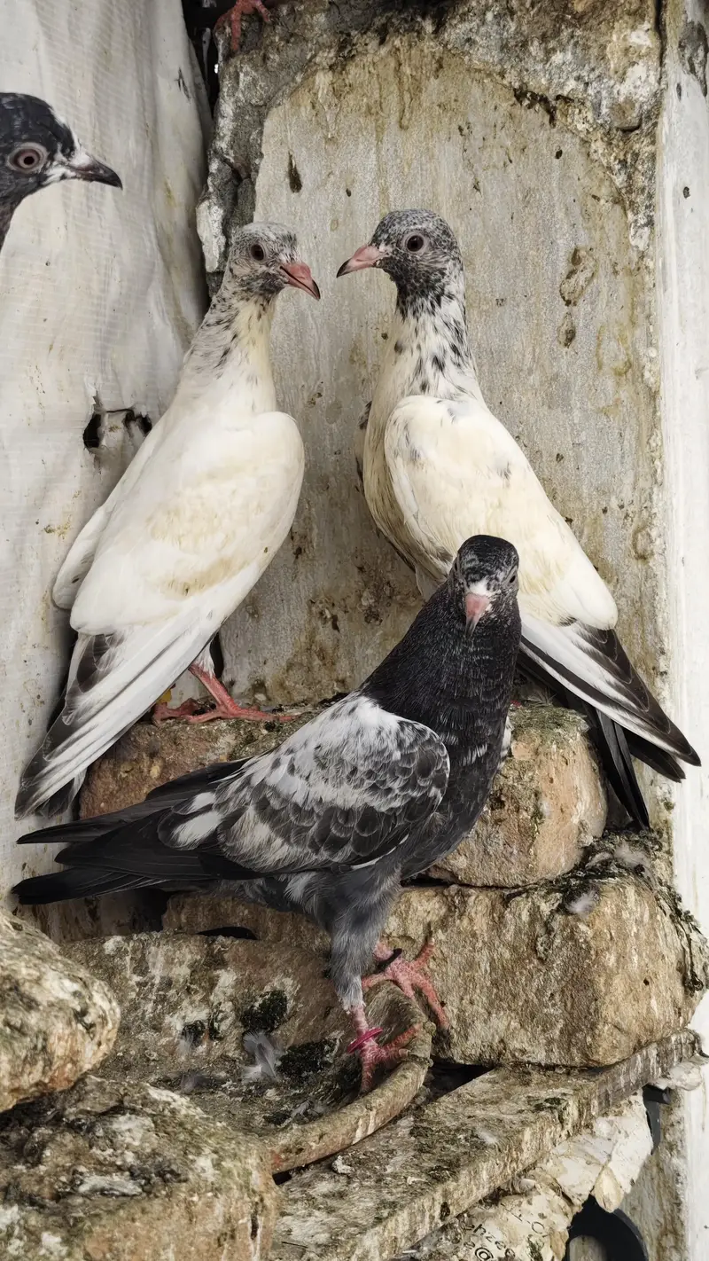 20 Baby pigeons for sale. 2000/ PAAR  Golden, Teddy, cross. Ferozpuri, — photo 6