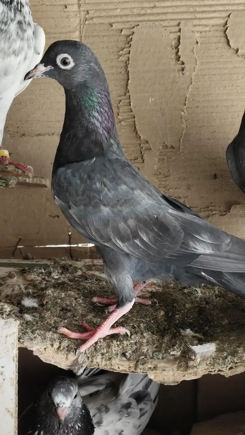 20 Baby pigeons for sale. 2000/ PAAR  Golden, Teddy, cross. Ferozpuri, — photo 7