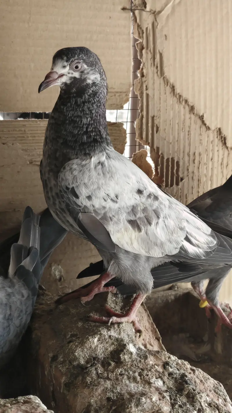 20 Baby pigeons for sale. 2000/ PAAR  Golden, Teddy, cross. Ferozpuri, — photo 8