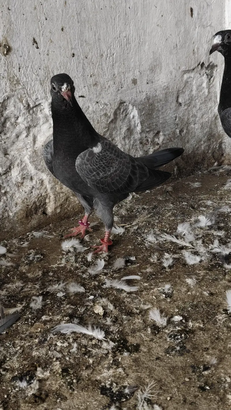 20 Baby pigeons for sale. 2000/ PAAR  Golden, Teddy, cross. Ferozpuri, — photo 9