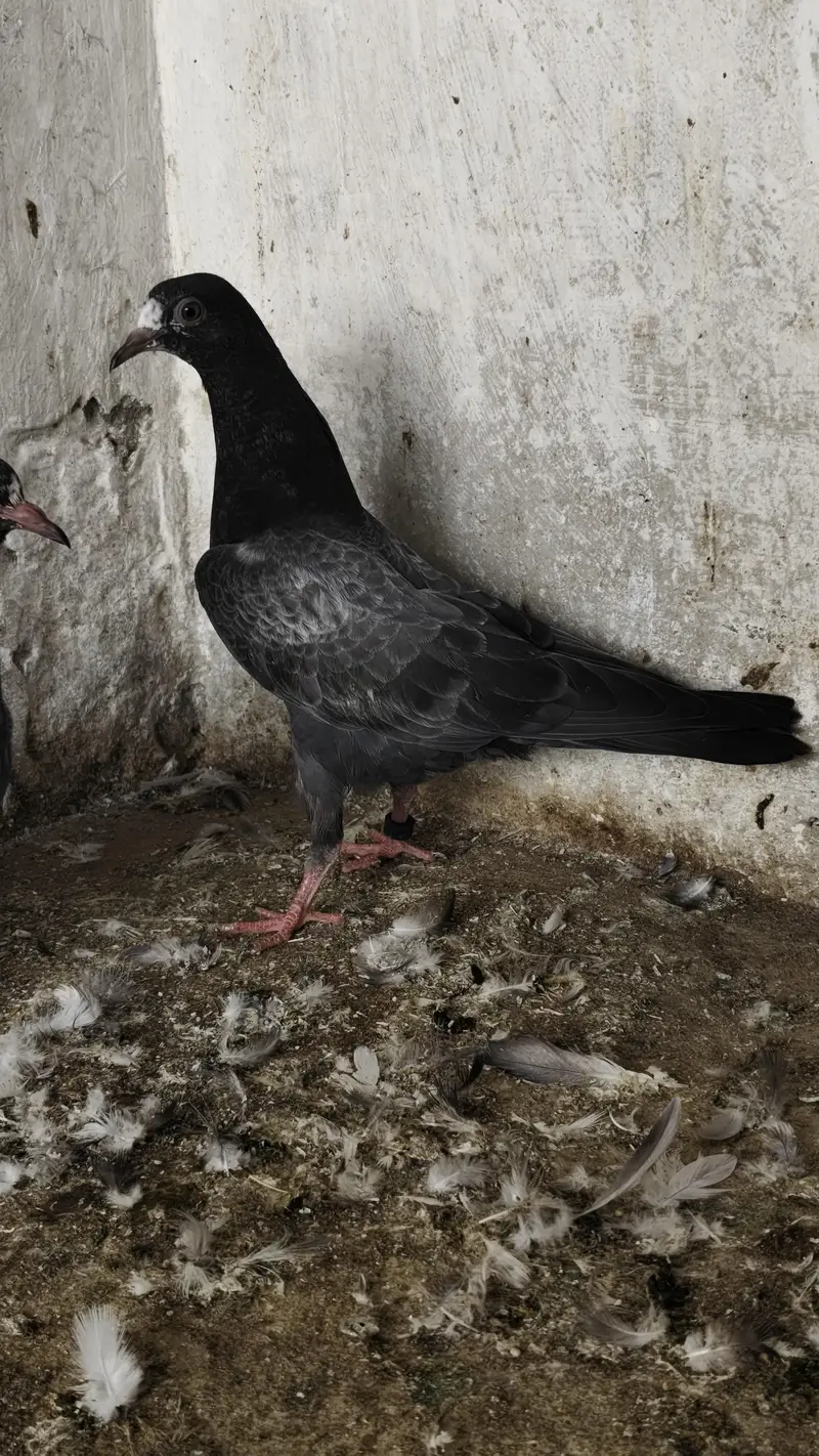 20 Baby pigeons for sale. 2000/ PAAR  Golden, Teddy, cross. Ferozpuri, — photo 10