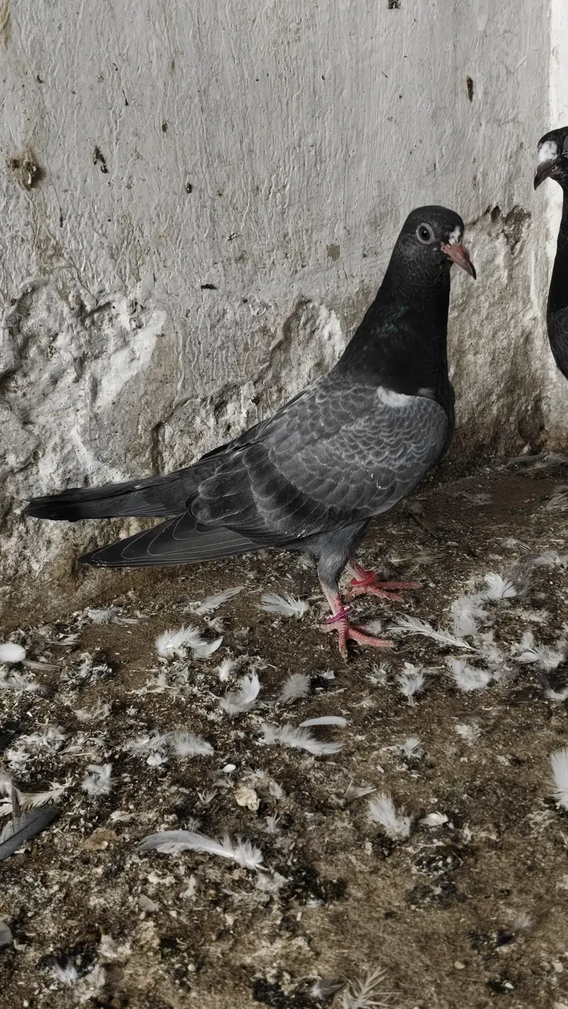 20 Baby pigeons for sale. 2000/ PAAR  Golden, Teddy, cross. Ferozpuri, — photo 11