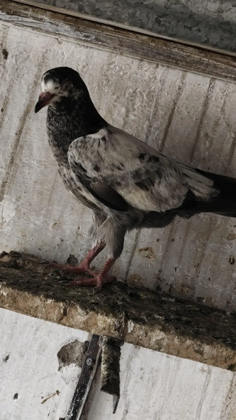 20 Baby pigeons for sale. 2000/ PAAR  Golden, Teddy, cross. Ferozpuri, — photo 12