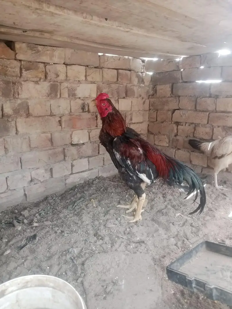 aserl murga hai — photo 2