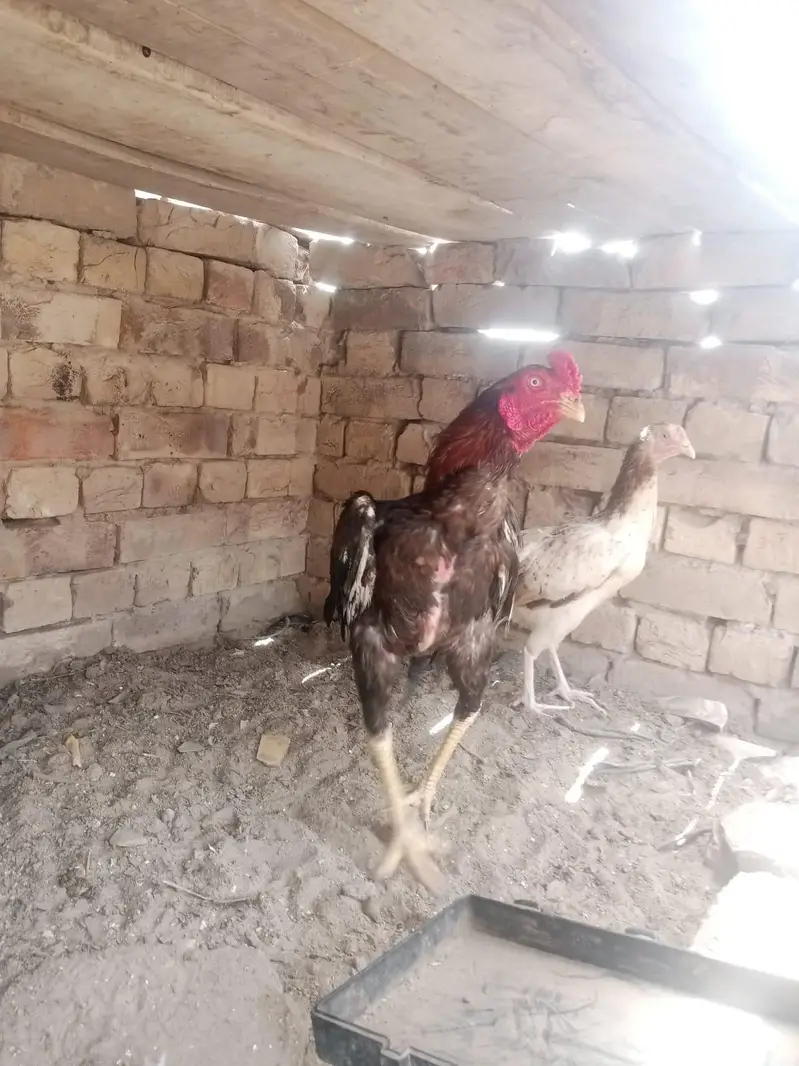 aserl murga hai — photo 3
