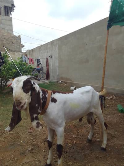 urgent sale karna hai 2 dan't bakra