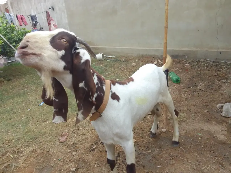 urgent sale karna hai 2 dan't bakra — photo 2