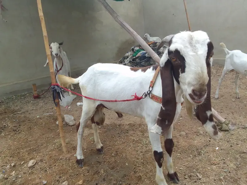 urgent sale karna hai 2 dan't bakra — photo 4