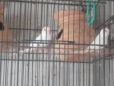 Australian red eyes white pair