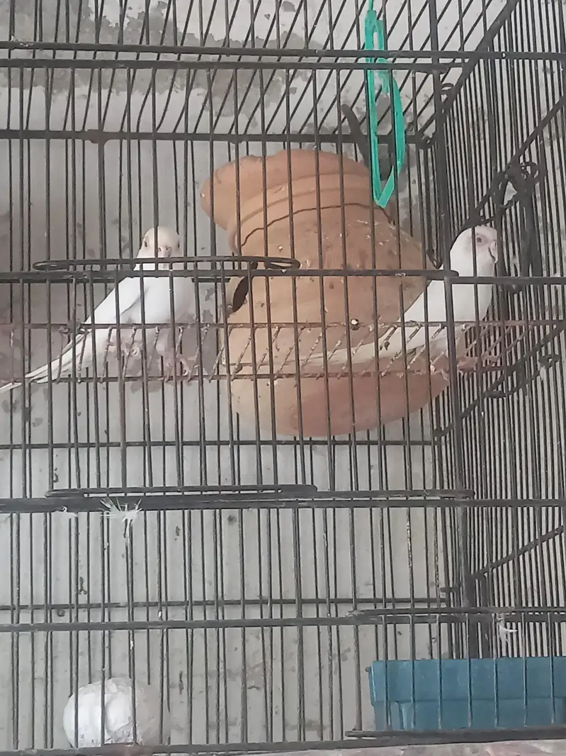 Australian red eyes white pair — photo 2