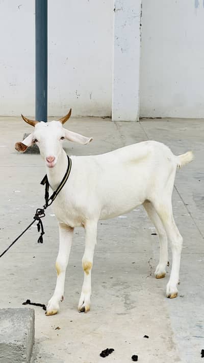 Zero size codu female available