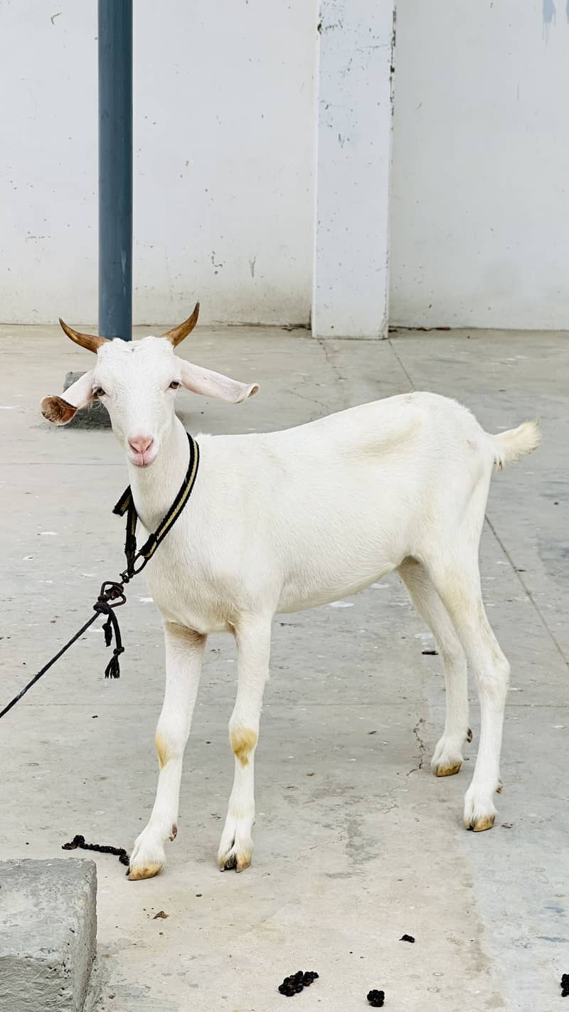 Zero size codu female available 0