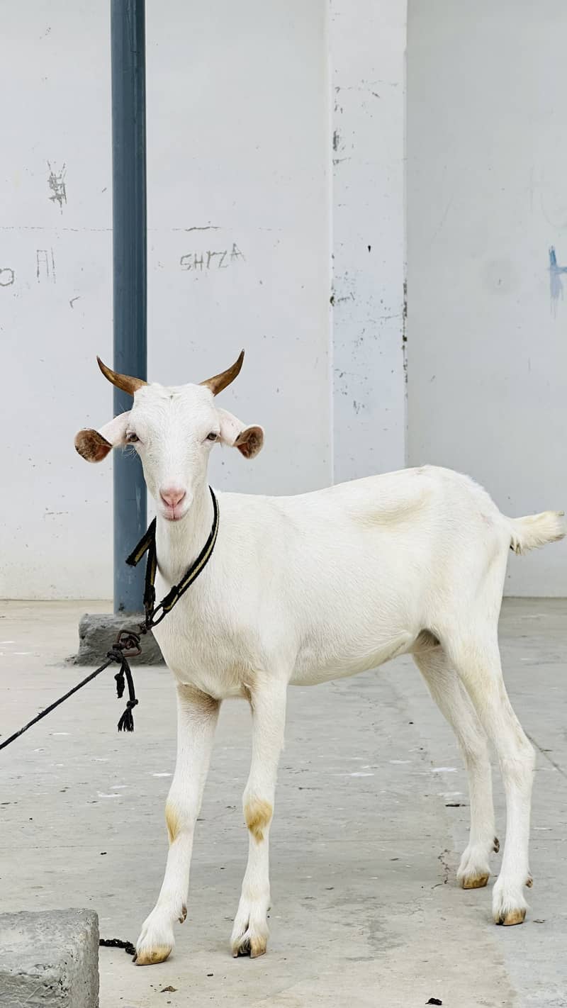 Zero size codu female available 1
