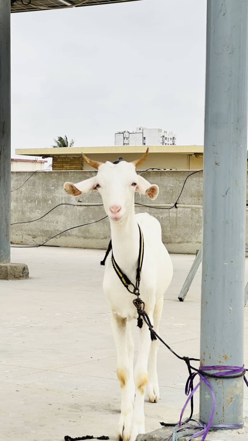 Zero size codu female available 2