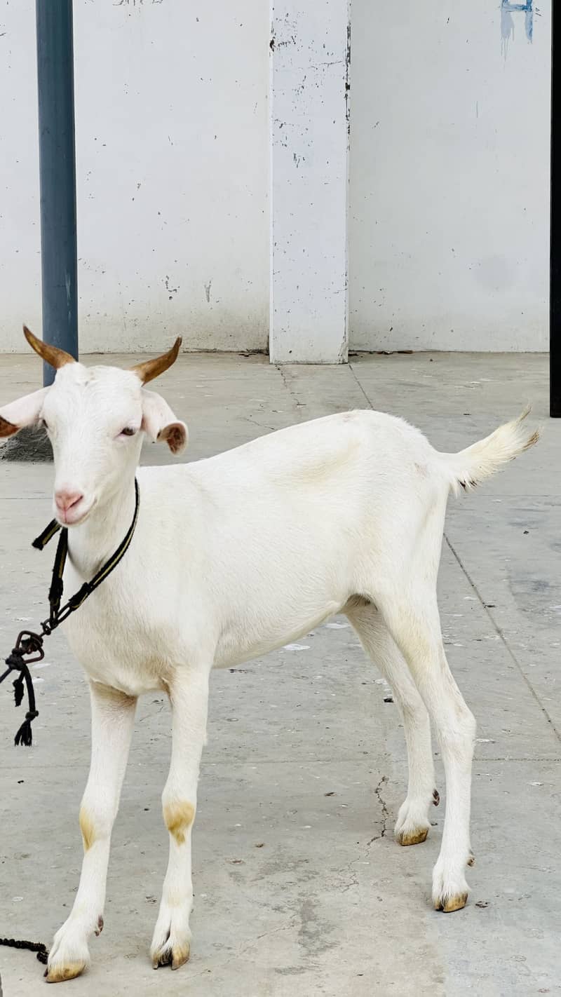 Zero size codu female available 3