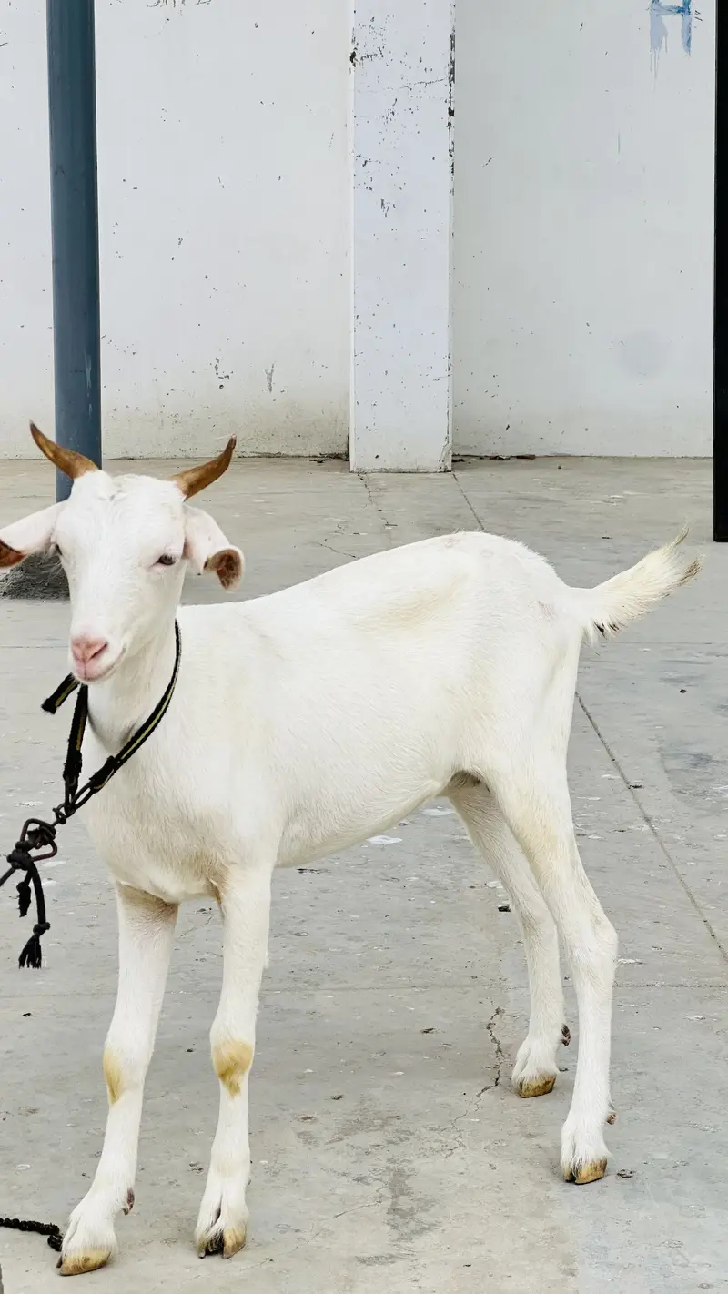 Zero size codu female available — photo 4