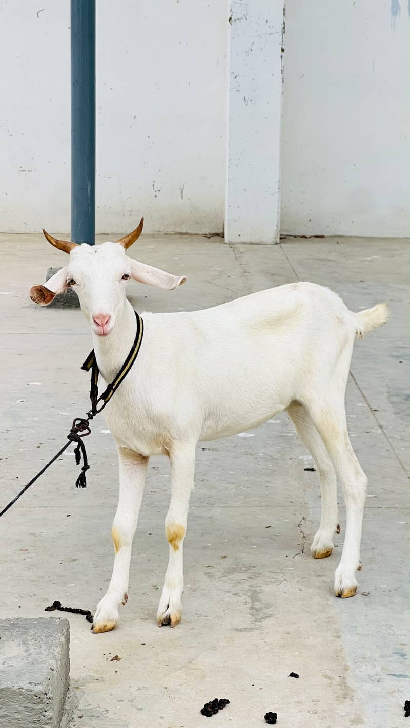 Zero size codu female available 5