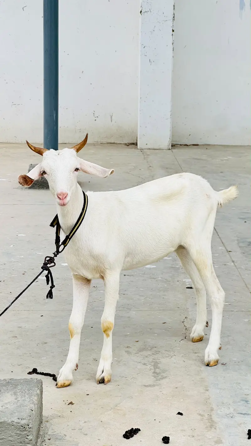 Zero size codu female available — photo 6