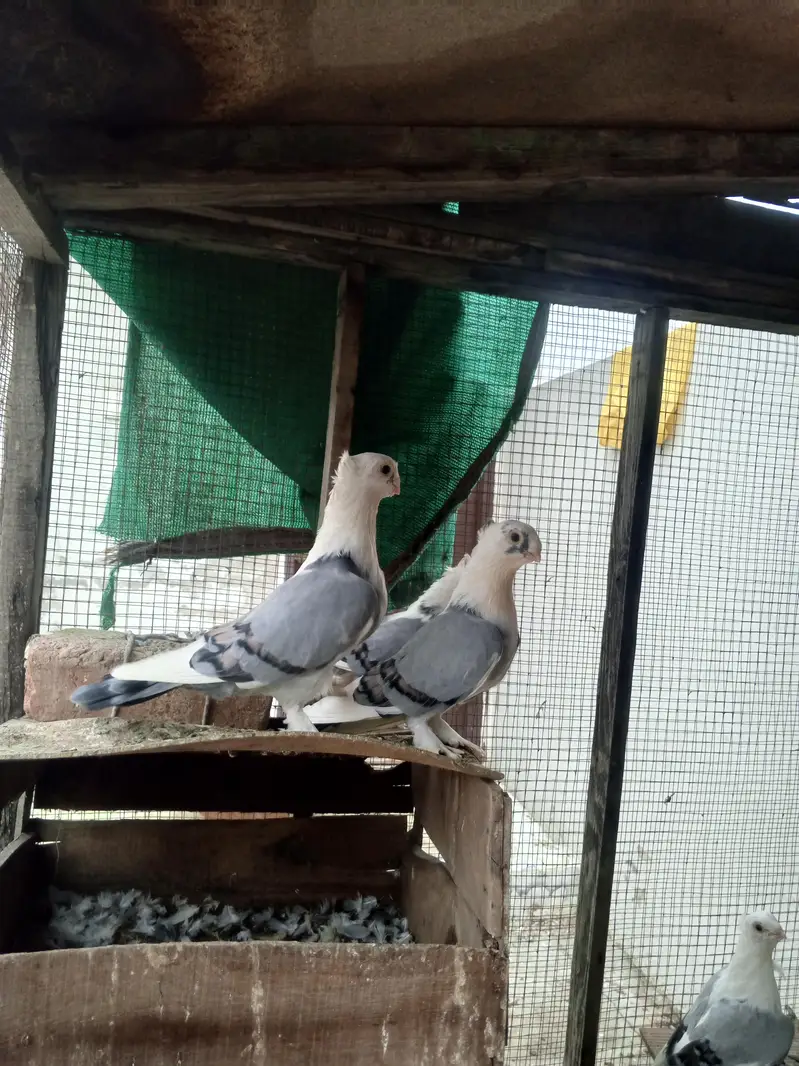 sentinent pigeons — photo 8