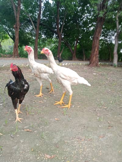 both are male