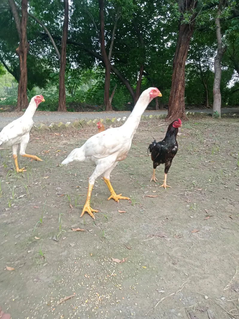 both are male — photo 3