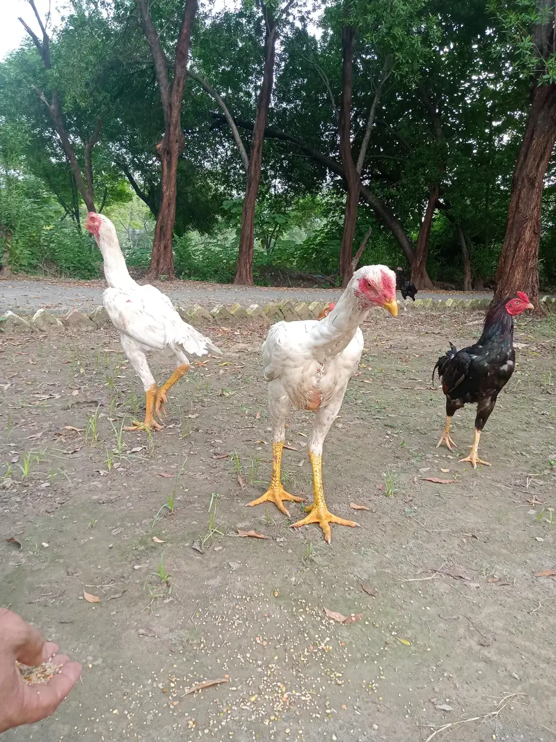 both are male — photo 4