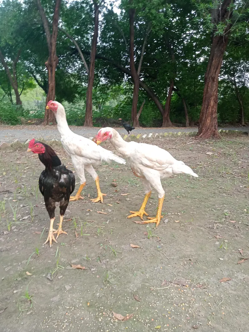 both are male — photo 5