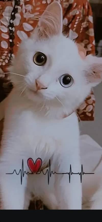 Turkish Angora 
