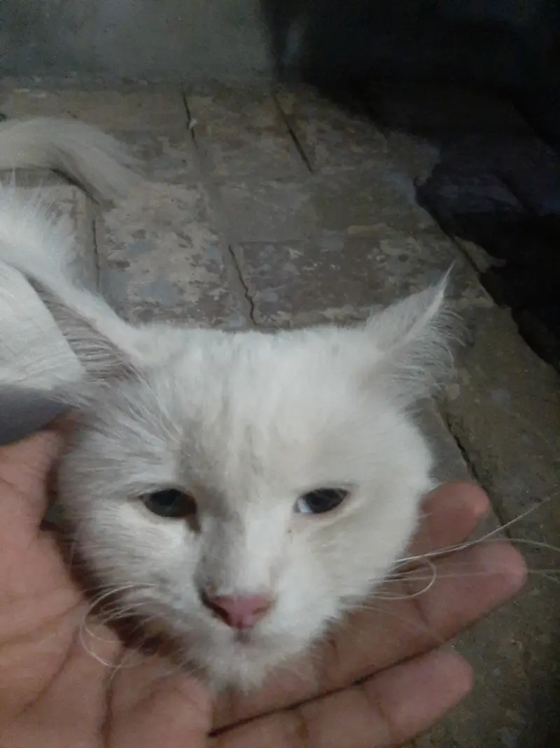 Turkish Angora  — photo 2
