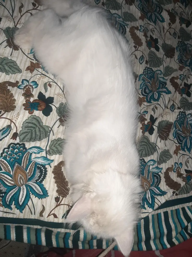 Turkish Angora  — photo 3