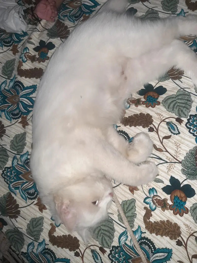 Turkish Angora  — photo 4