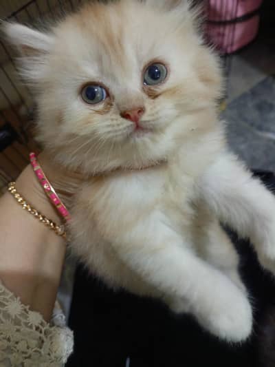 Adorable Persian cat, triple coated, pure breed