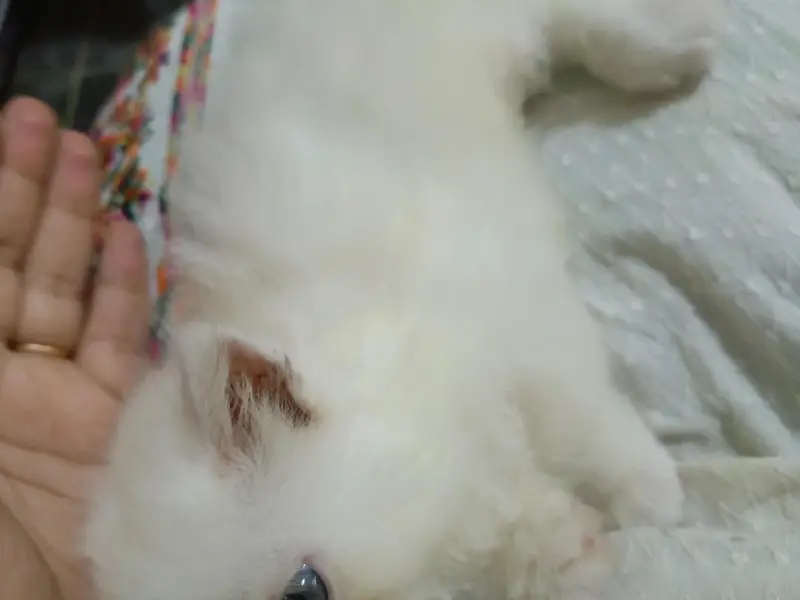 Adorable Persian cat, triple coated, pure breed — photo 2