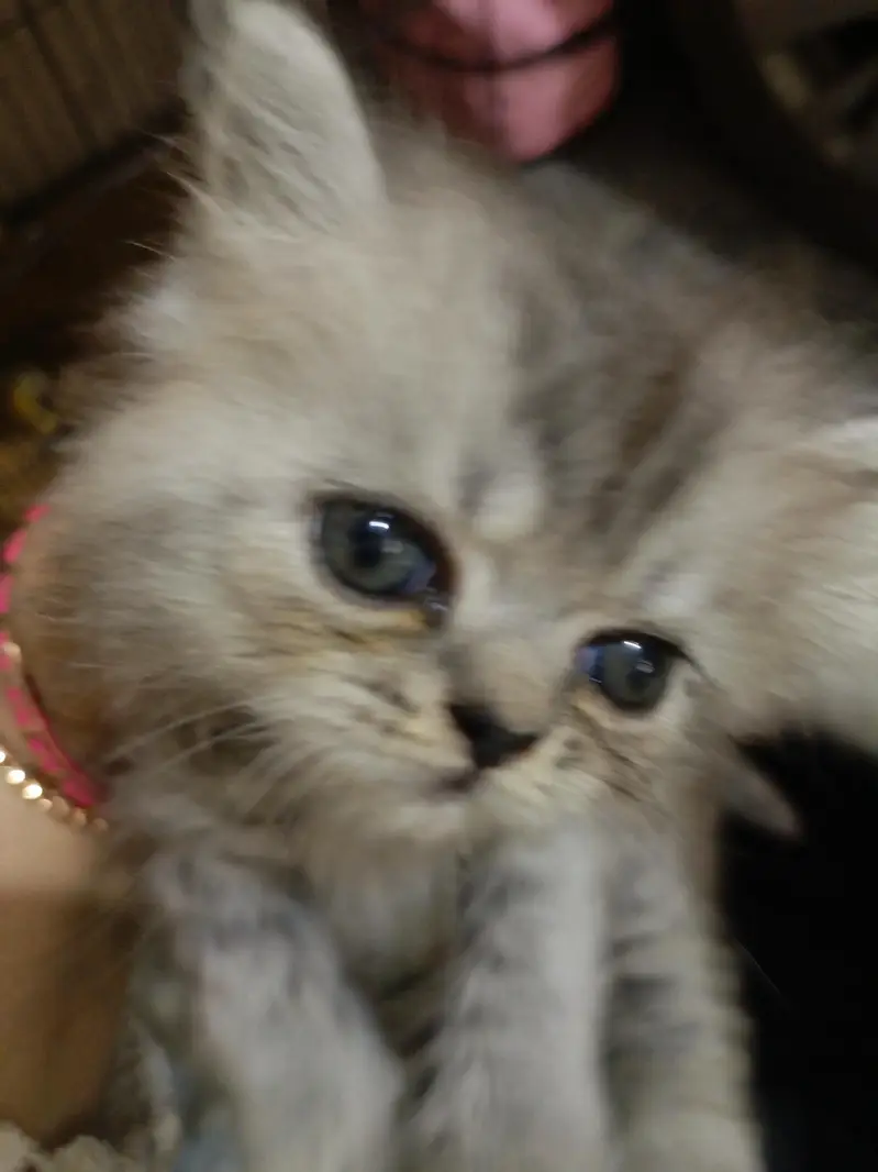 Adorable Persian cat, triple coated, pure breed — photo 3