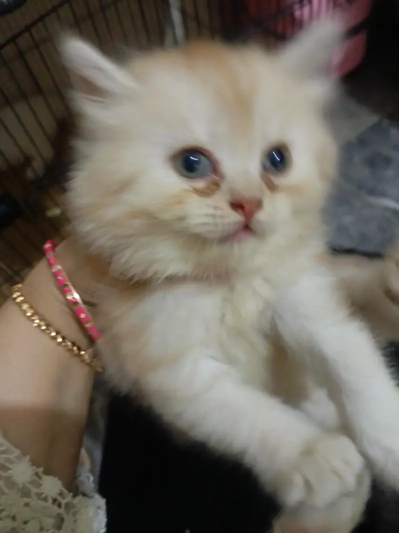 Adorable Persian cat, triple coated, pure breed — photo 4