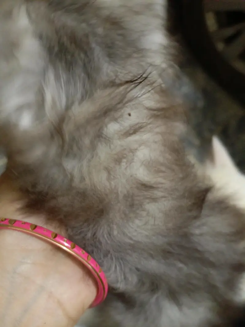 Adorable Persian cat, triple coated, pure breed — photo 5