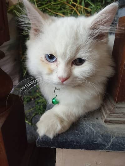 Persian cat for sale