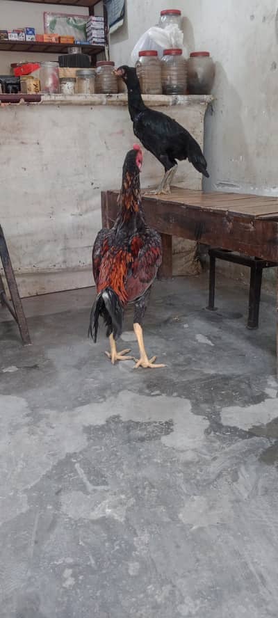 Aseel young pair for sale