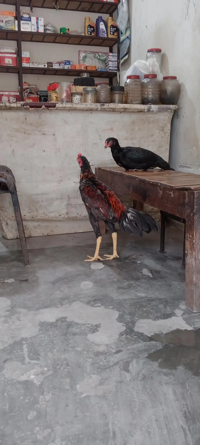 Aseel young pair for sale — photo 2