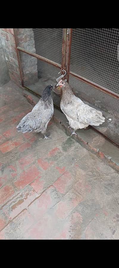 blue Australorp heritage