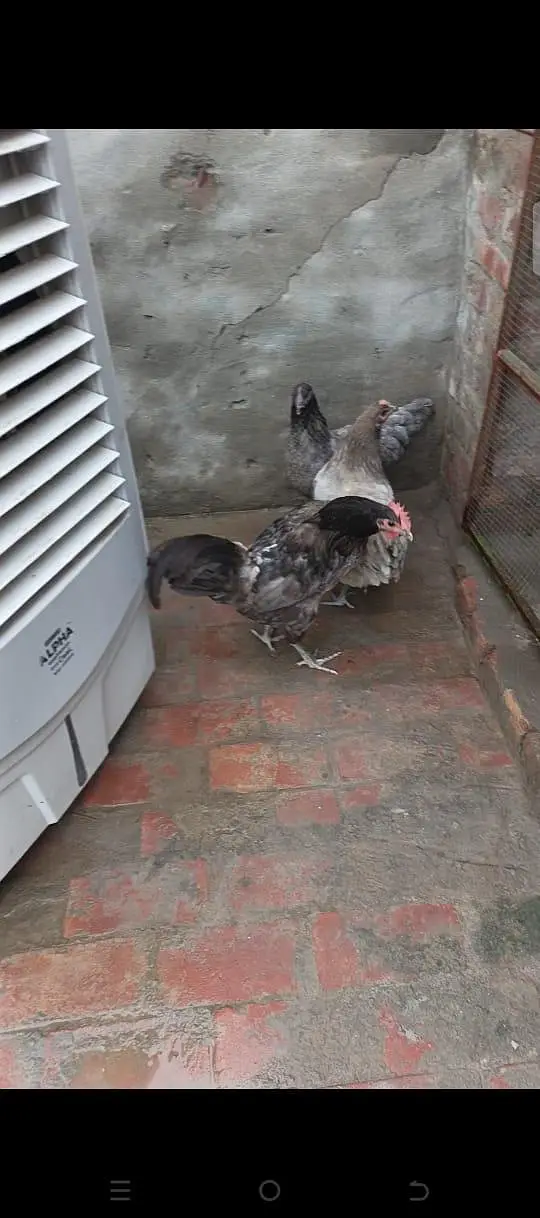 blue Australorp heritage — photo 2