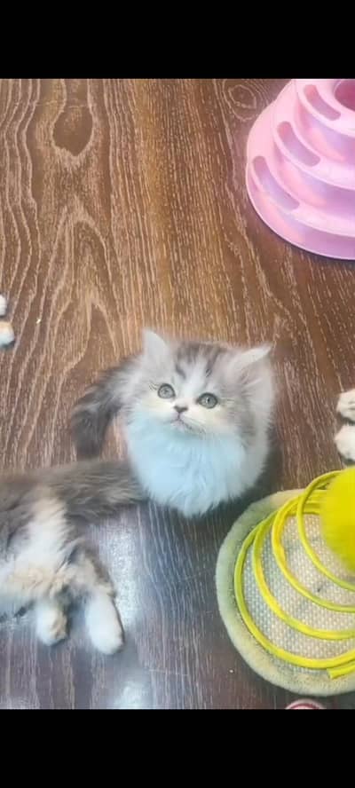 Quality Persian Punch Face cat &kittens 03476305771 WhatsApp