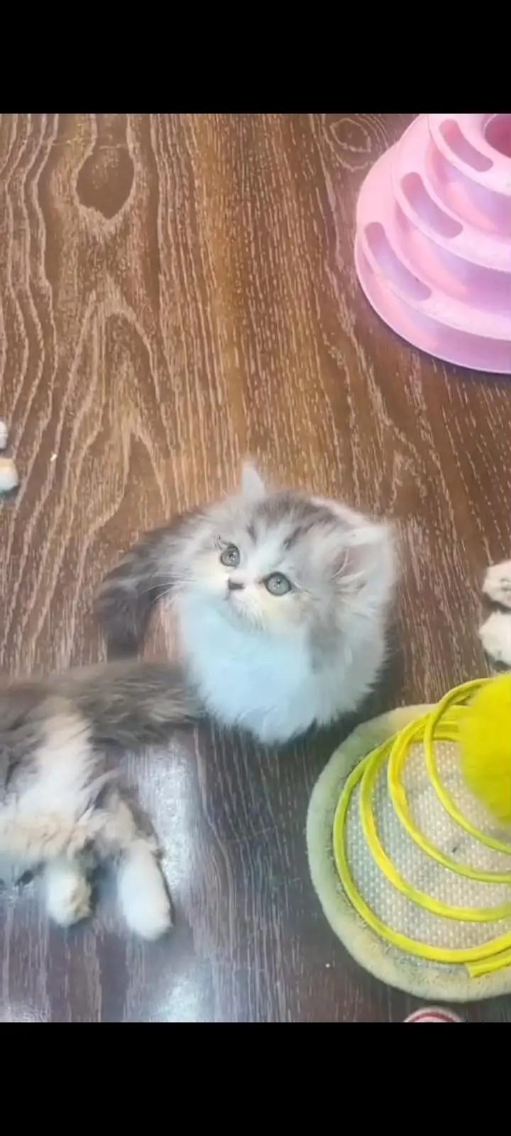 Quality Persian Punch Face cat &kittens 03476305771 WhatsApp — photo 2