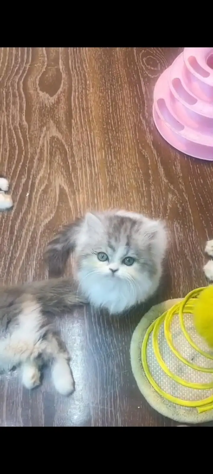 Quality Persian Punch Face cat &kittens 03476305771 WhatsApp — photo 3