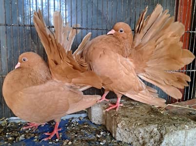 Yellow English Lakkay looks pair.  Contact for Price.   03116130712