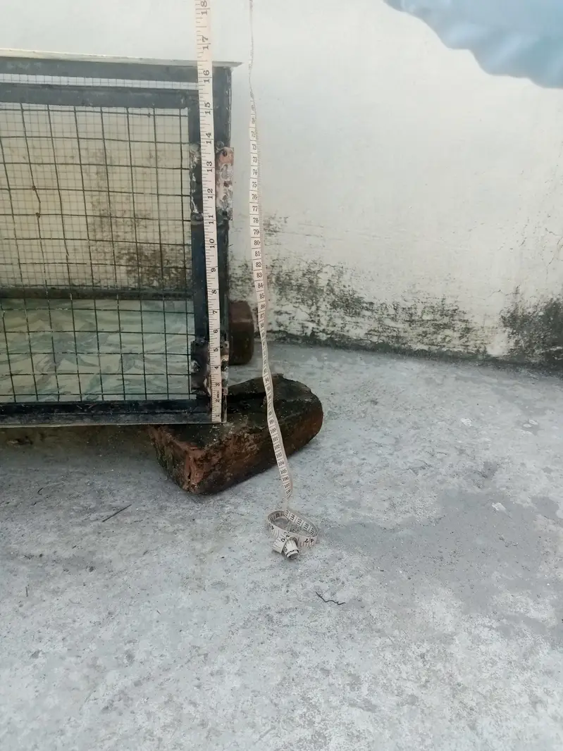Hen and Parrot cage — photo 3